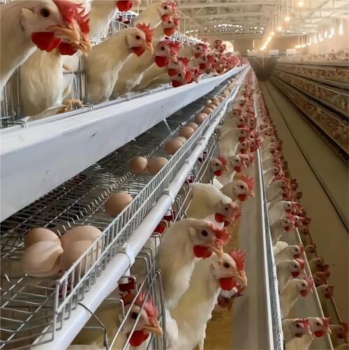 Best automatic layer cage system