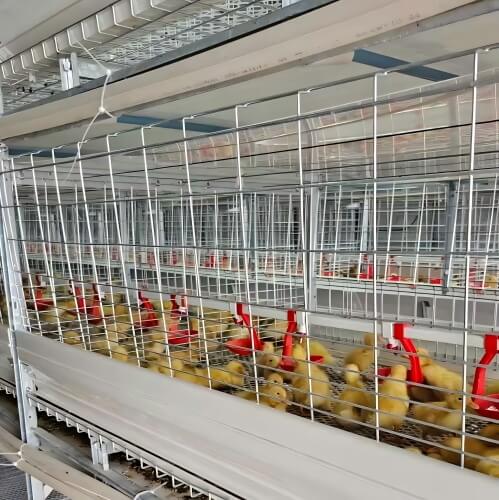 Broiler Poultry Equipment