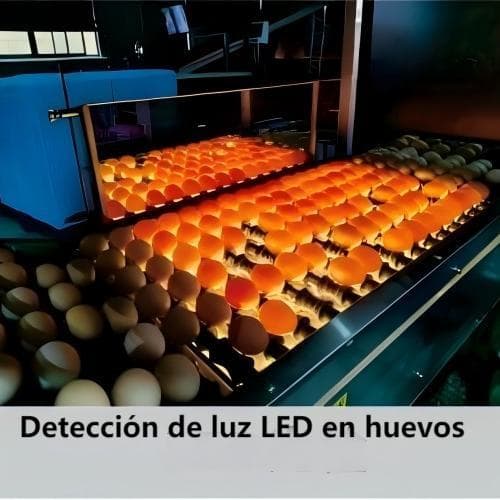 Industrial egg packing conveyor system