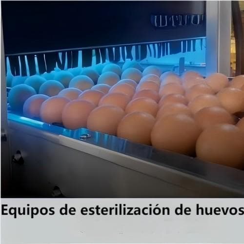 Egg counting and grading machine price