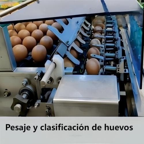 Egg sorting machine near me