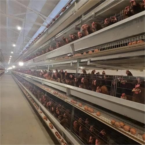 Heavy-duty layer cage system for farms