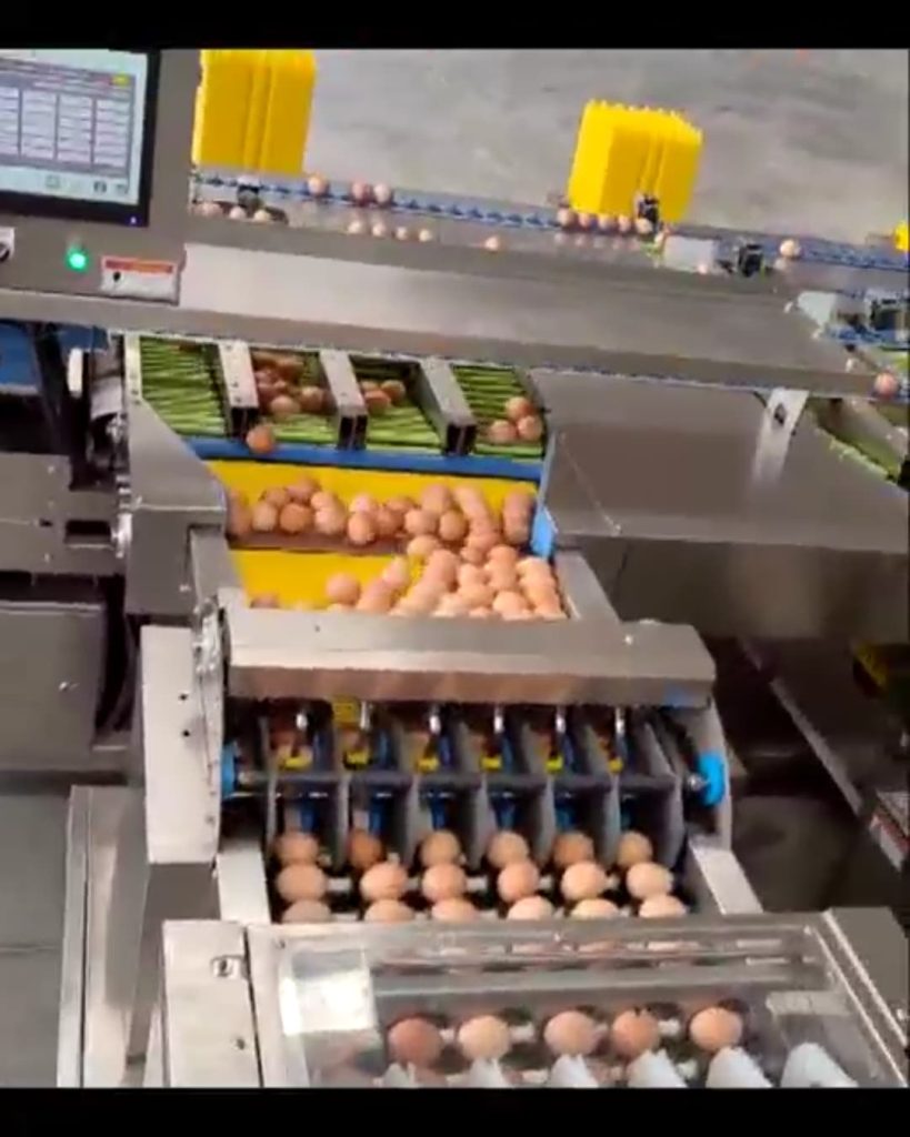 Best high-capacity egg grader
