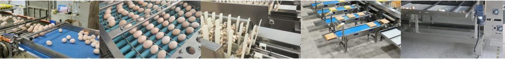 Buy digital egg sorter conveyor