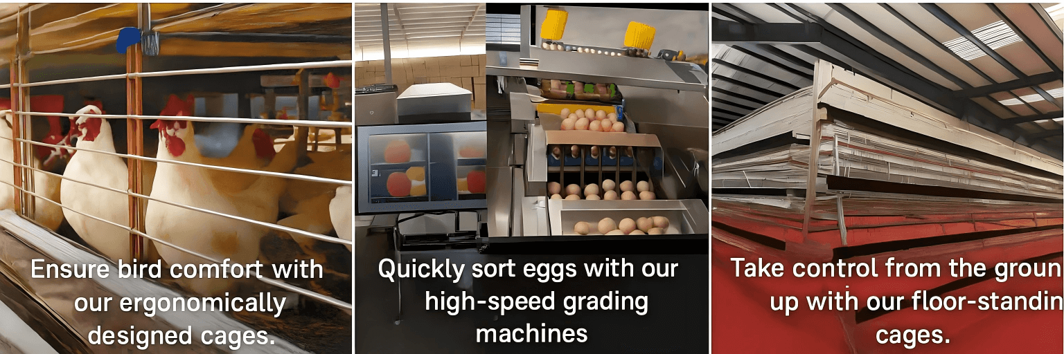 Automated Laying Hen Cage System for Sale