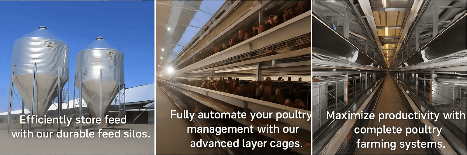Automated Laying Hen Cage System for Sale