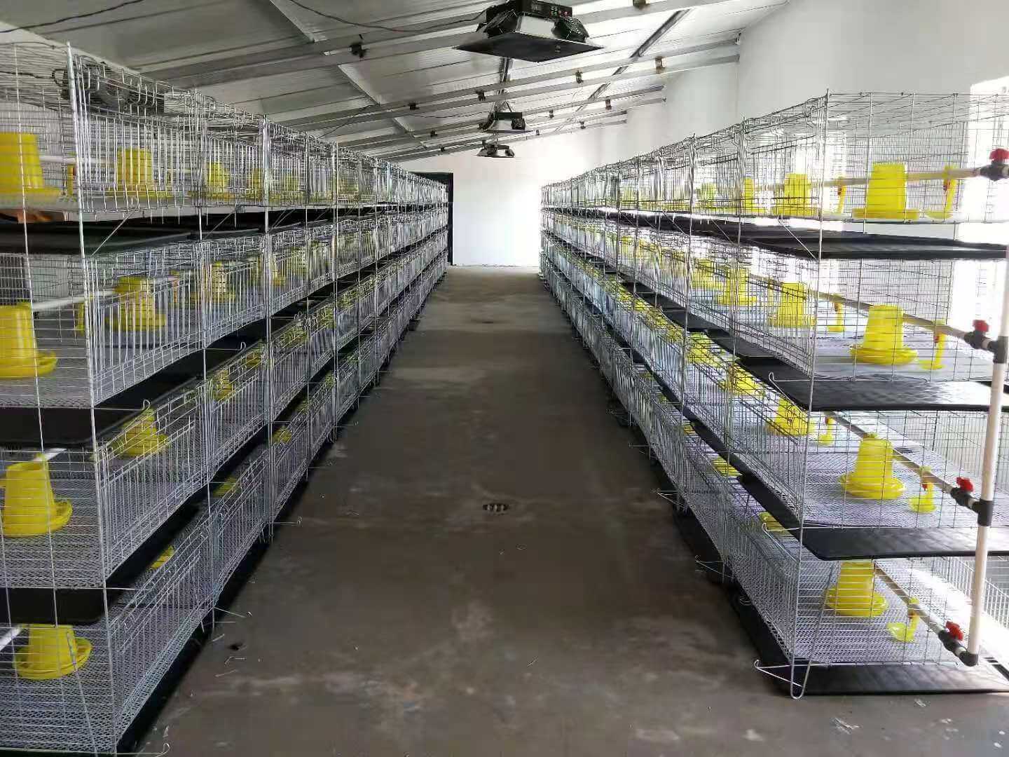 ঢালু চিকেন খাঁচা সরঞ্জাম 3 বিক্রির জন্য বুদ্ধিমত্তাসম্পন্ন স্বয়ংক্রিয় পোলট্রি খাঁচা সিস্টেম